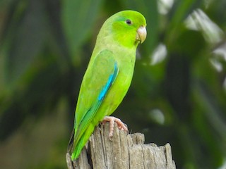  - Turquoise-winged Parrotlet