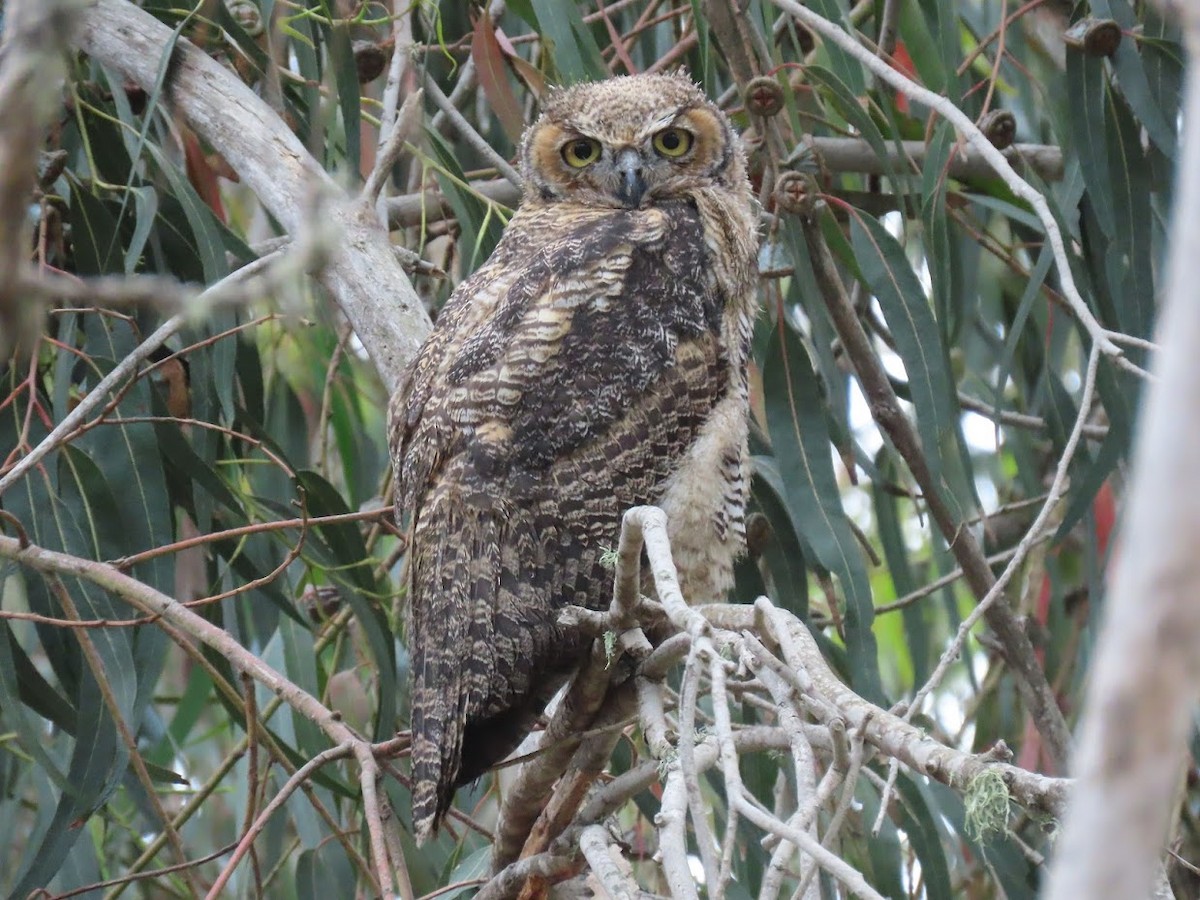 Great Horned Owl - ML349425601