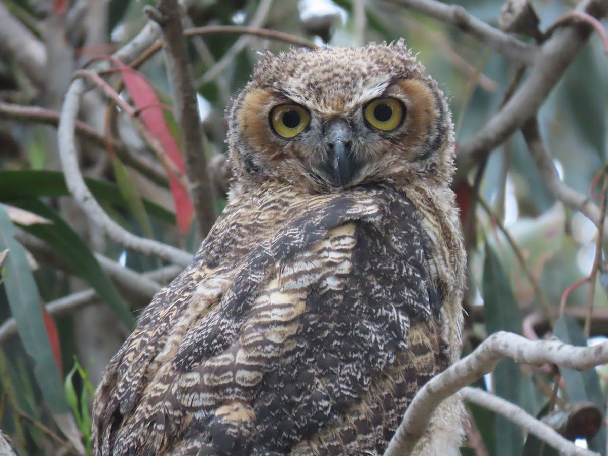 Great Horned Owl - ML349425691