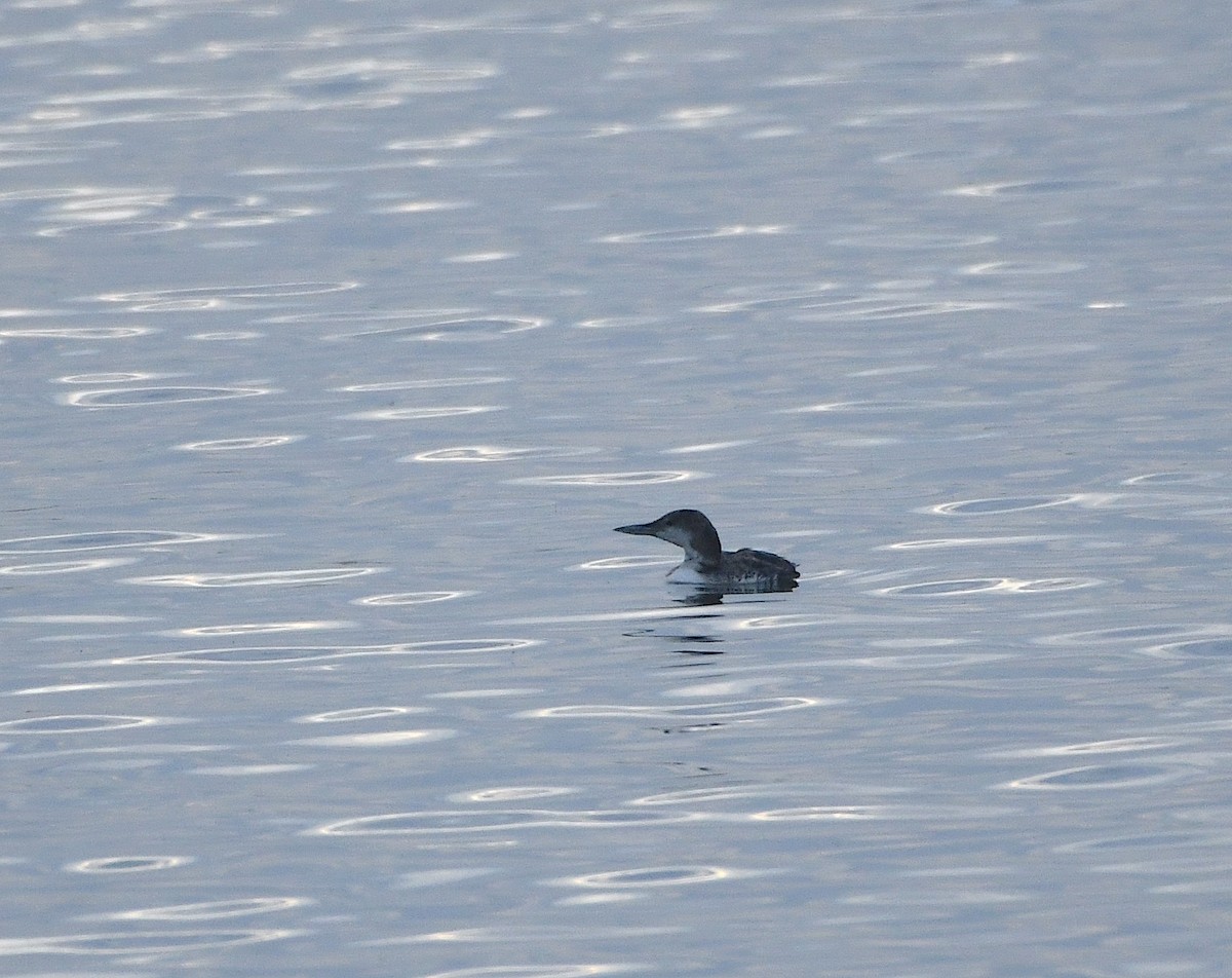 Common Loon - Ted Wolff
