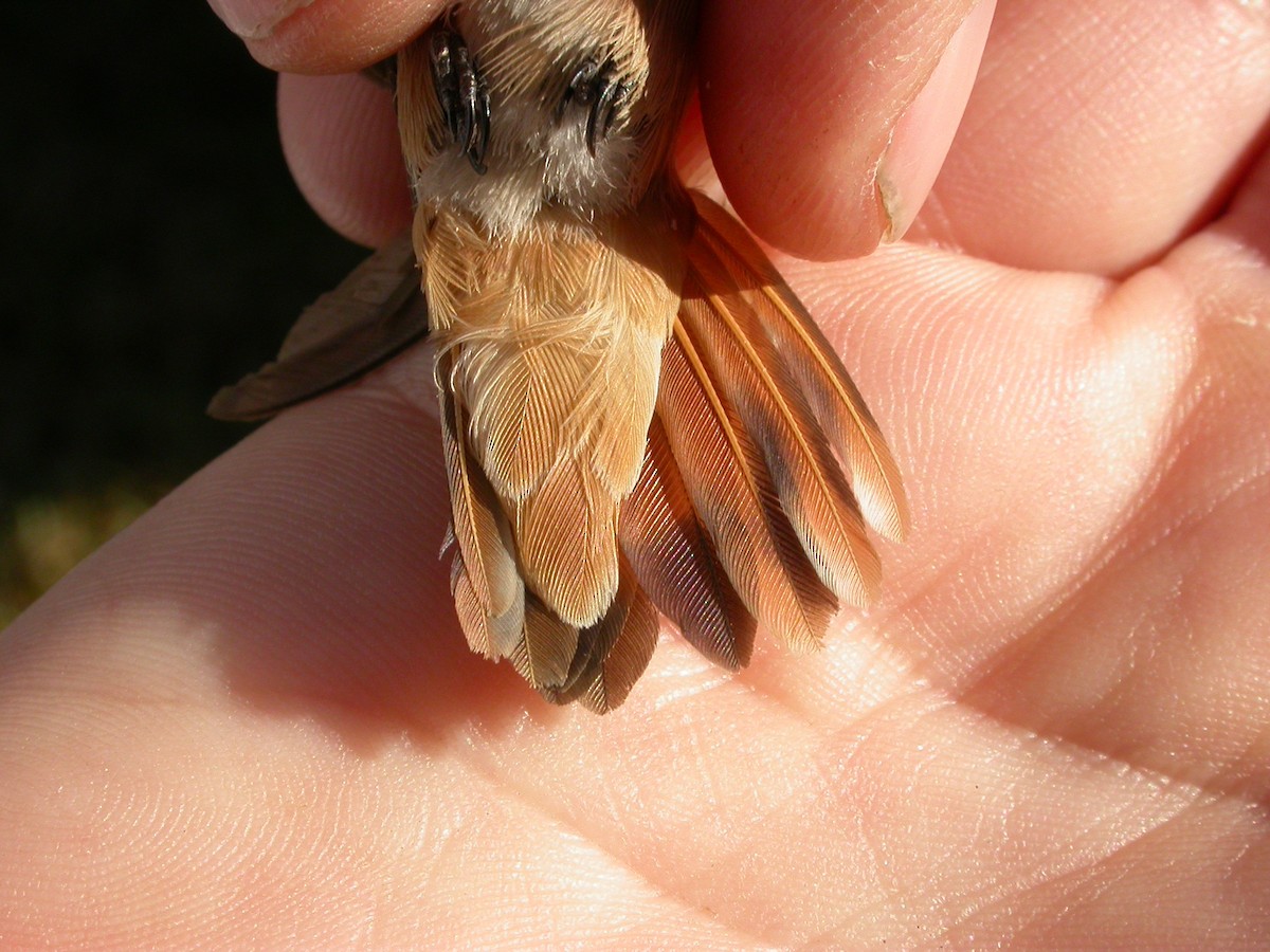 Allen's Hummingbird - ML34943261