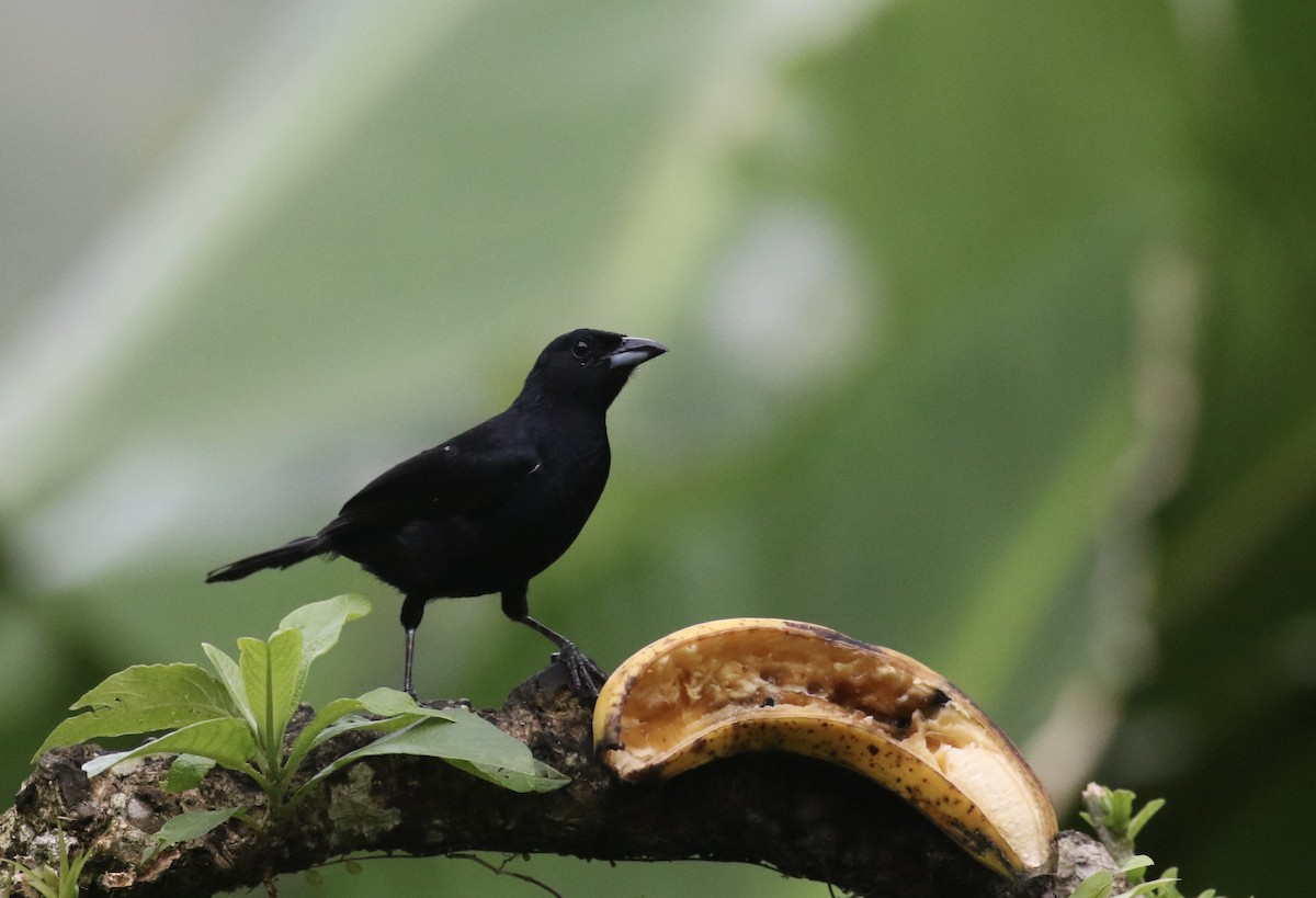 White-lined Tanager - ML349436311