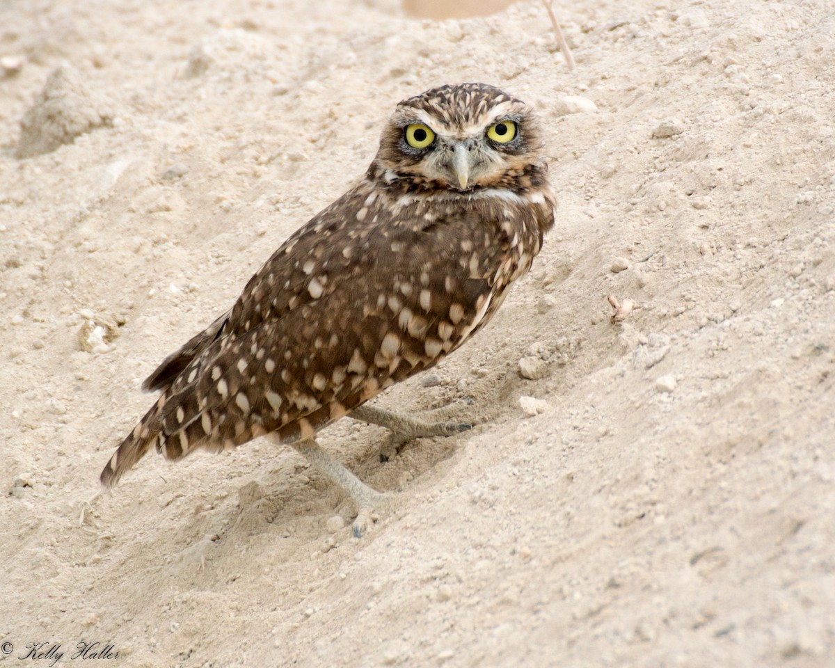 Burrowing Owl - Kelly Haller