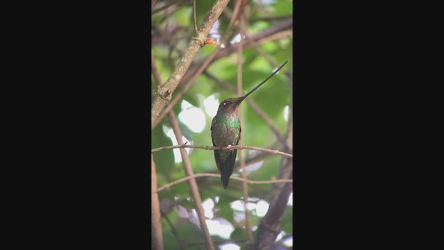Sword-billed Hummingbird - ML349444011