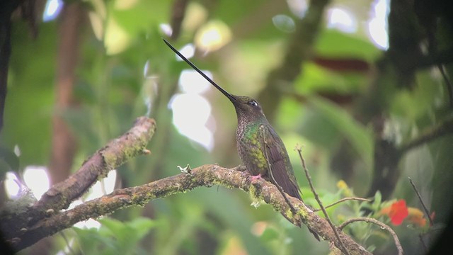 Sword-billed Hummingbird - ML349444401