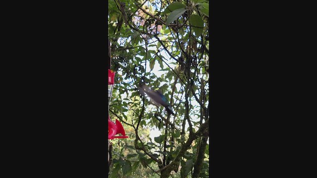 Safir Kanatlı Kolibri - ML349444901