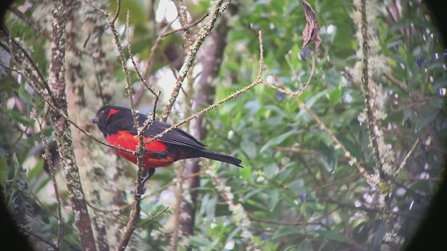Scarlet-bellied Mountain Tanager - ML349444911