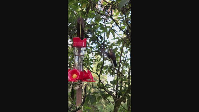 kolibřík modrokřídlý - ML349445391