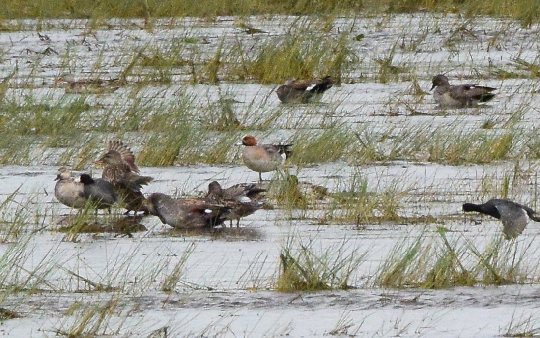 Eurasian Wigeon - ML349445711