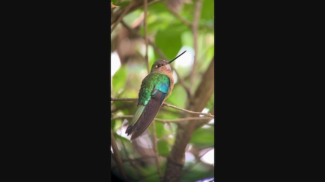 kolibřík modrokřídlý - ML349445941