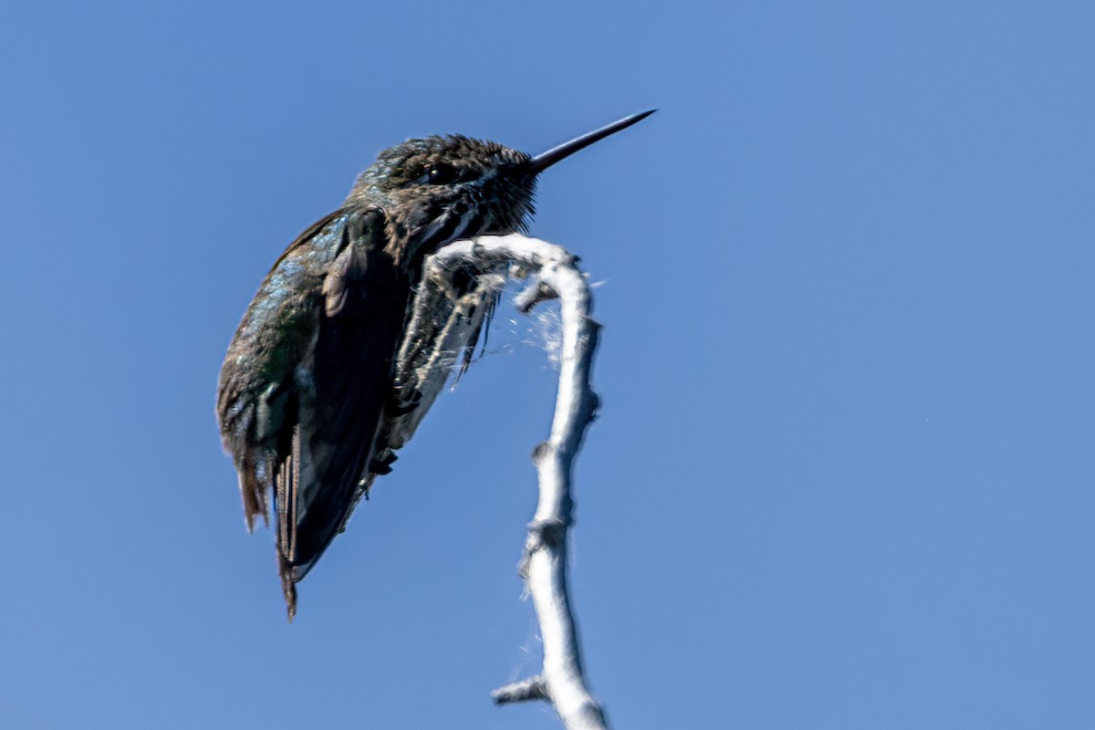 Calliope Hummingbird - ML349446971