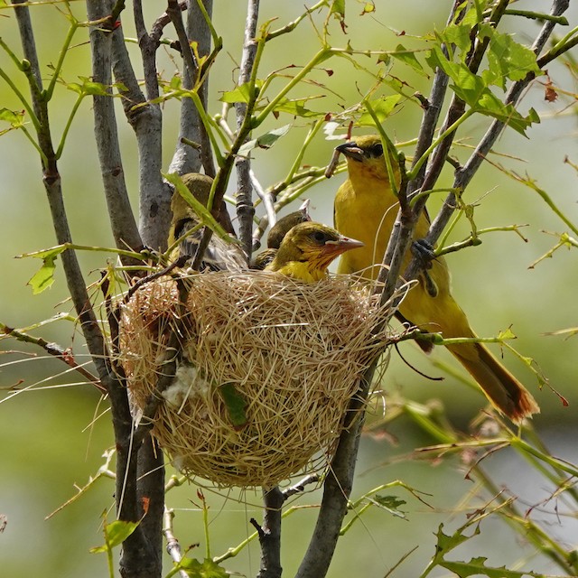 Oriole nest deals