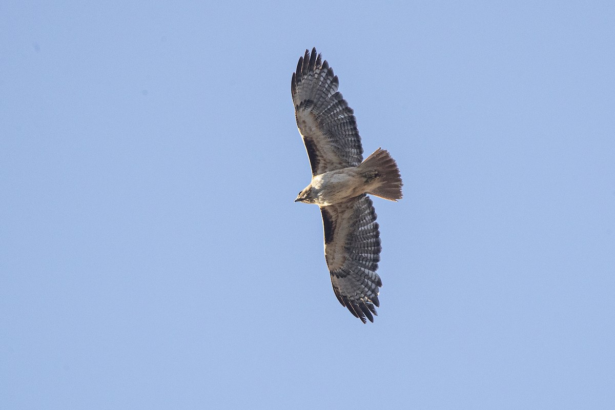 Red-tailed Hawk - ML349455641