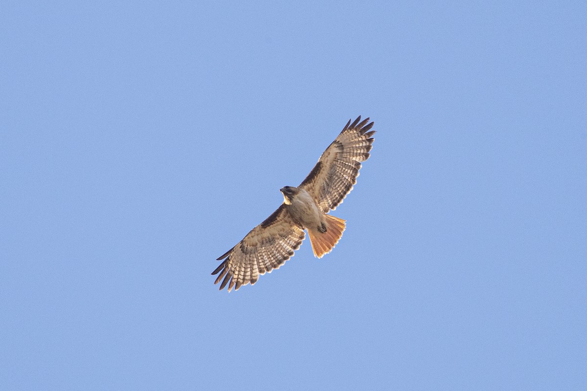 Red-tailed Hawk - Michael Henry
