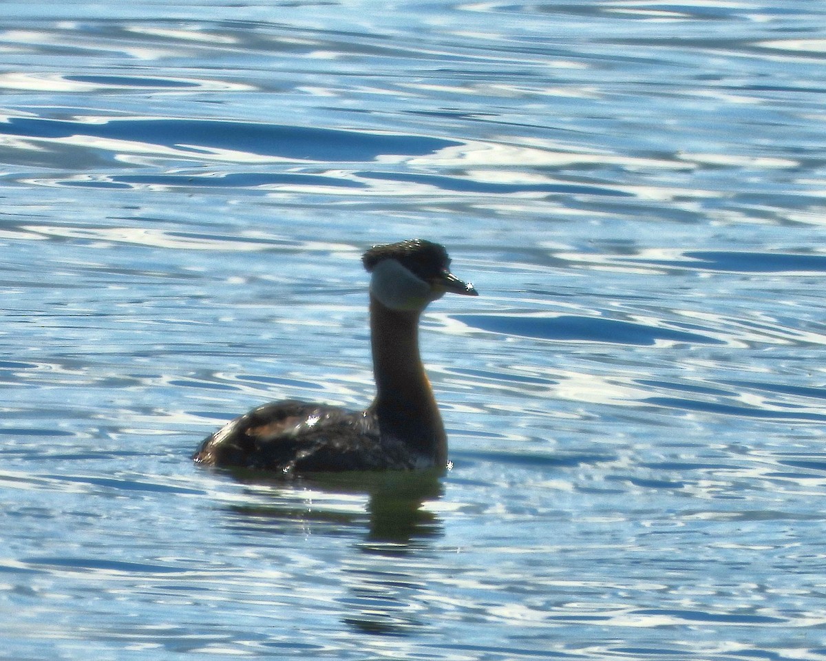 Red-necked Grebe - ML349455741