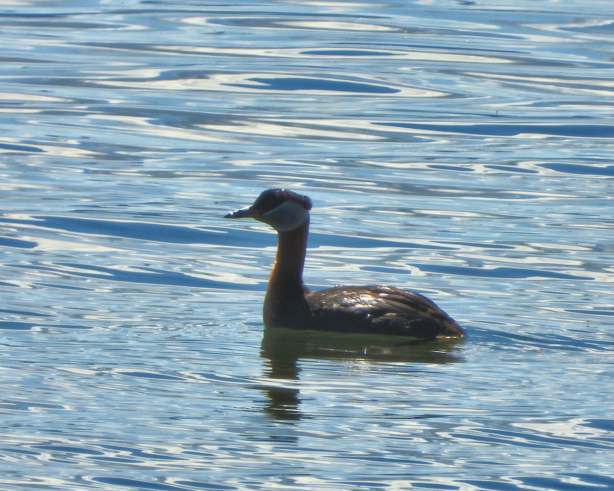 Red-necked Grebe - ML349455851