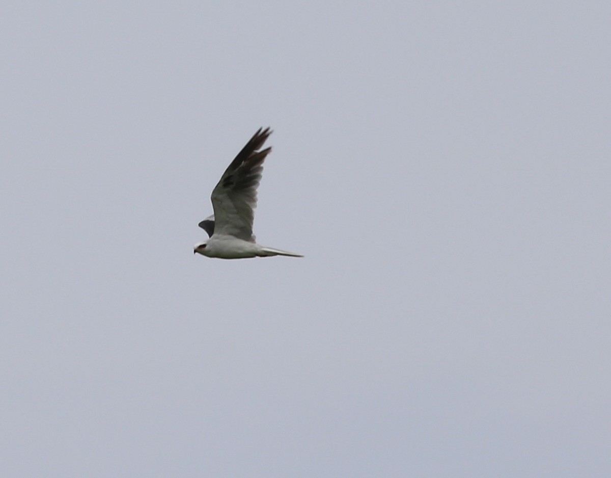 White-tailed Kite - Michael Ward