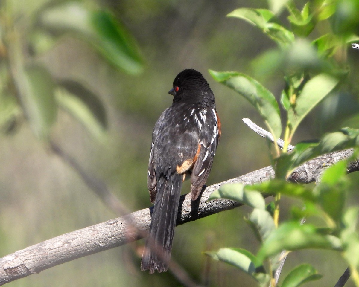 Spotted Towhee - ML349460011