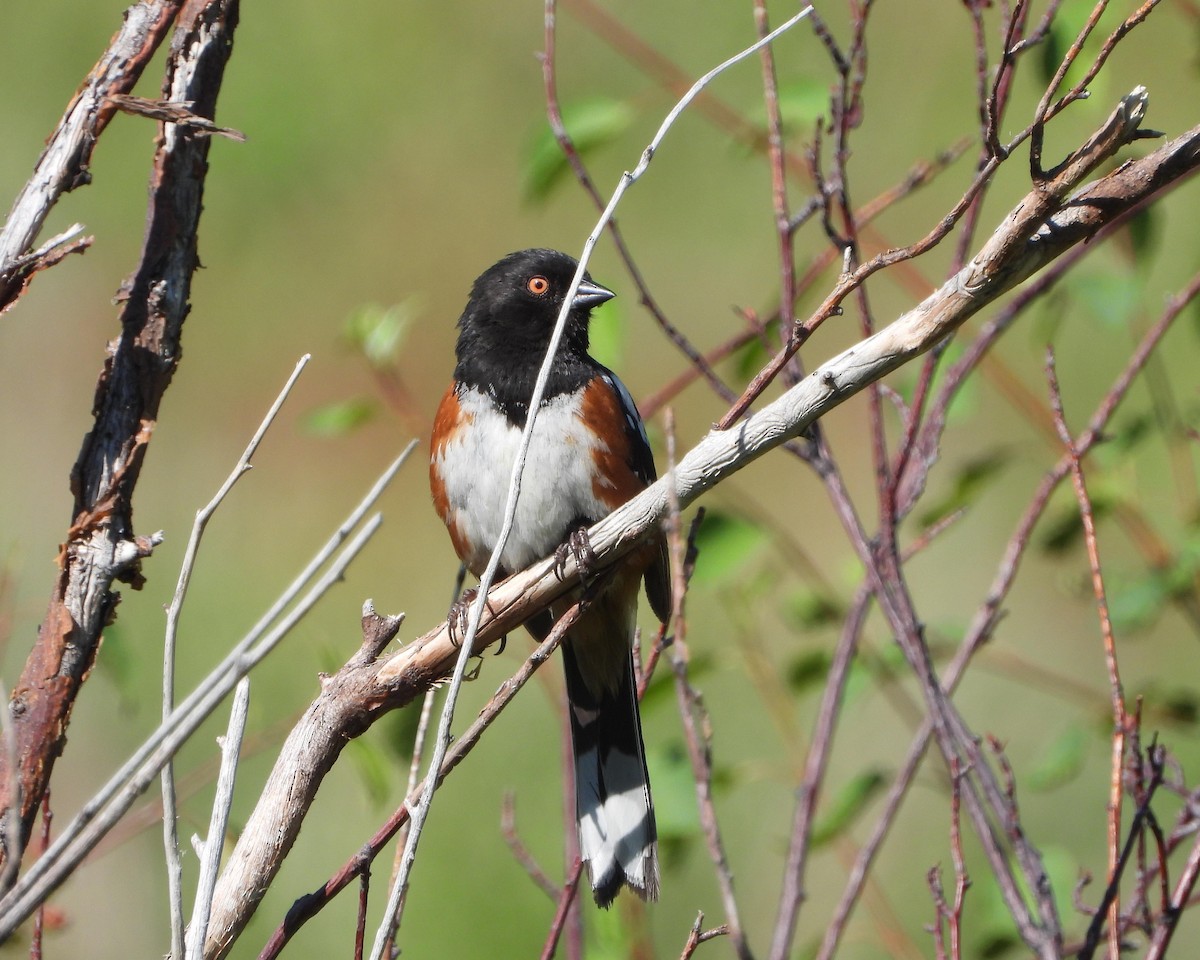 Spotted Towhee - ML349460051