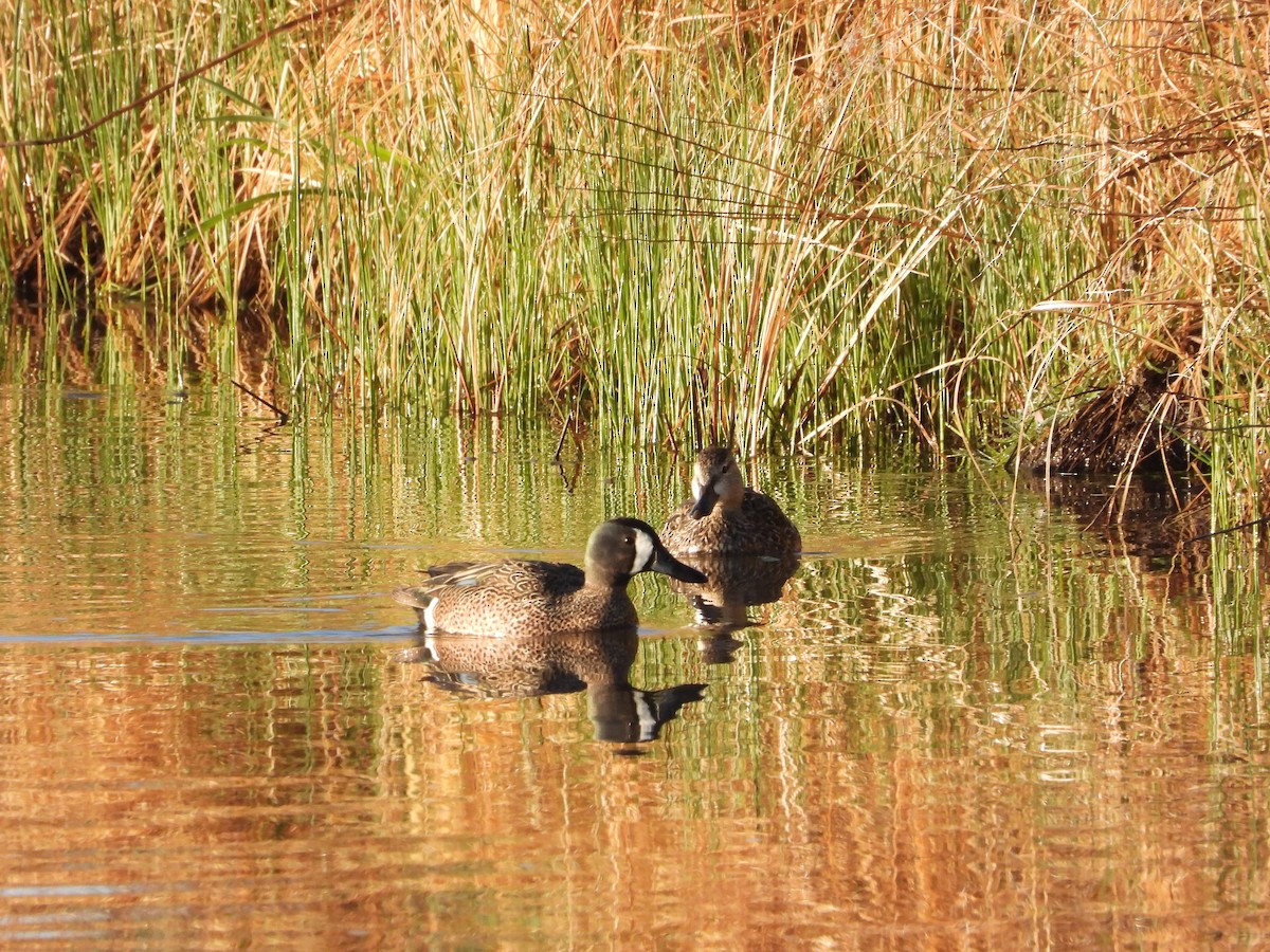 eBird Checklist 20 May 2021 Alamosa NWRAuto Tour Route 23 species