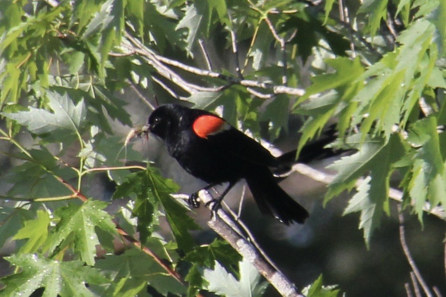 Red-winged Blackbird - ML349468261
