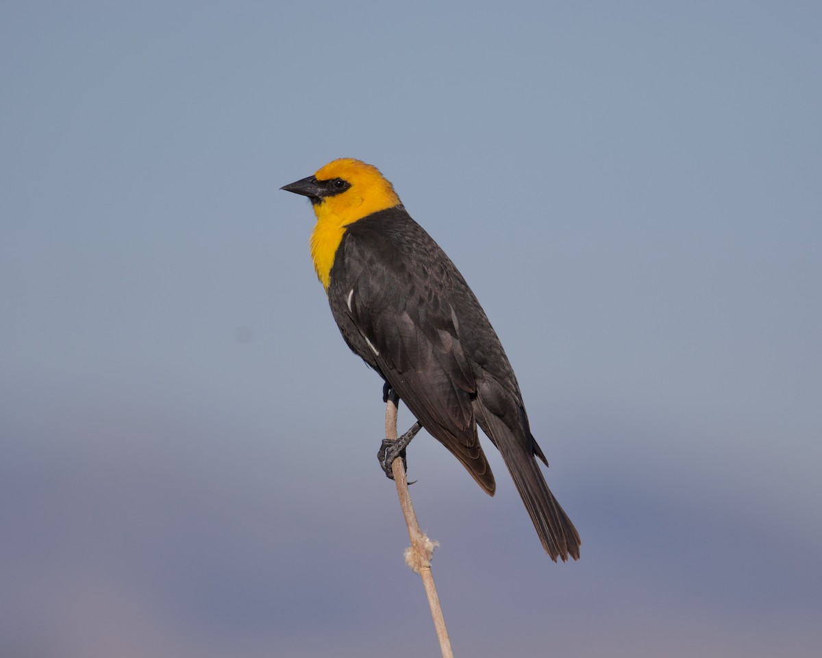 Yellow-headed Blackbird - ML349468721