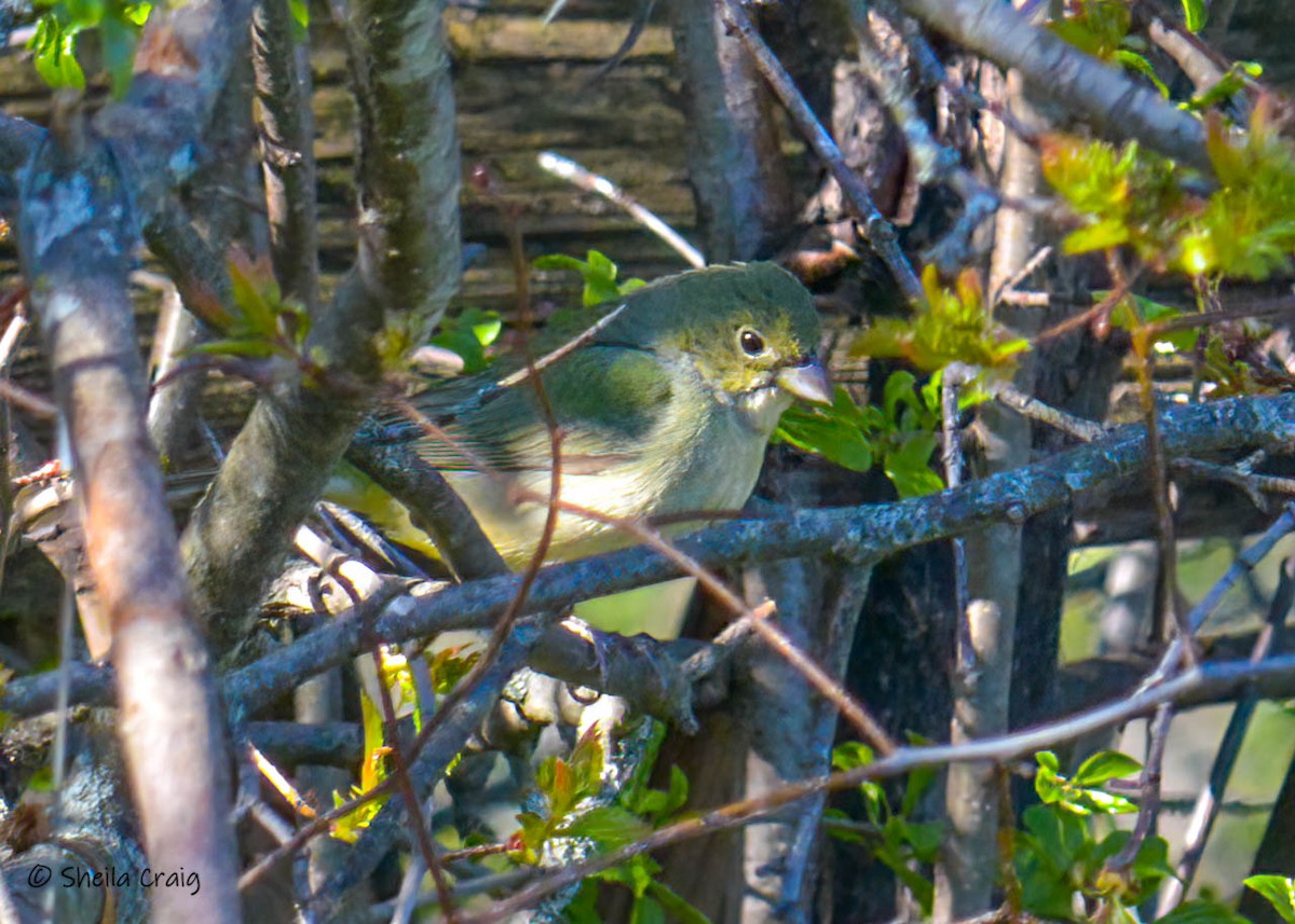Painted Bunting - ML349480091