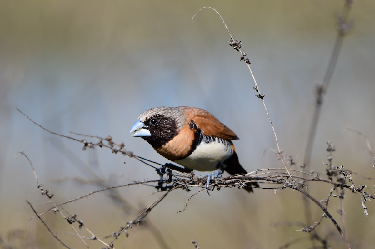 Chestnut-breasted Munia - Andy Gee