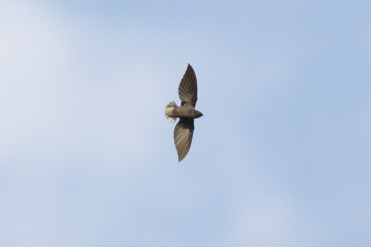 Short-tailed Swift - Marco Silva