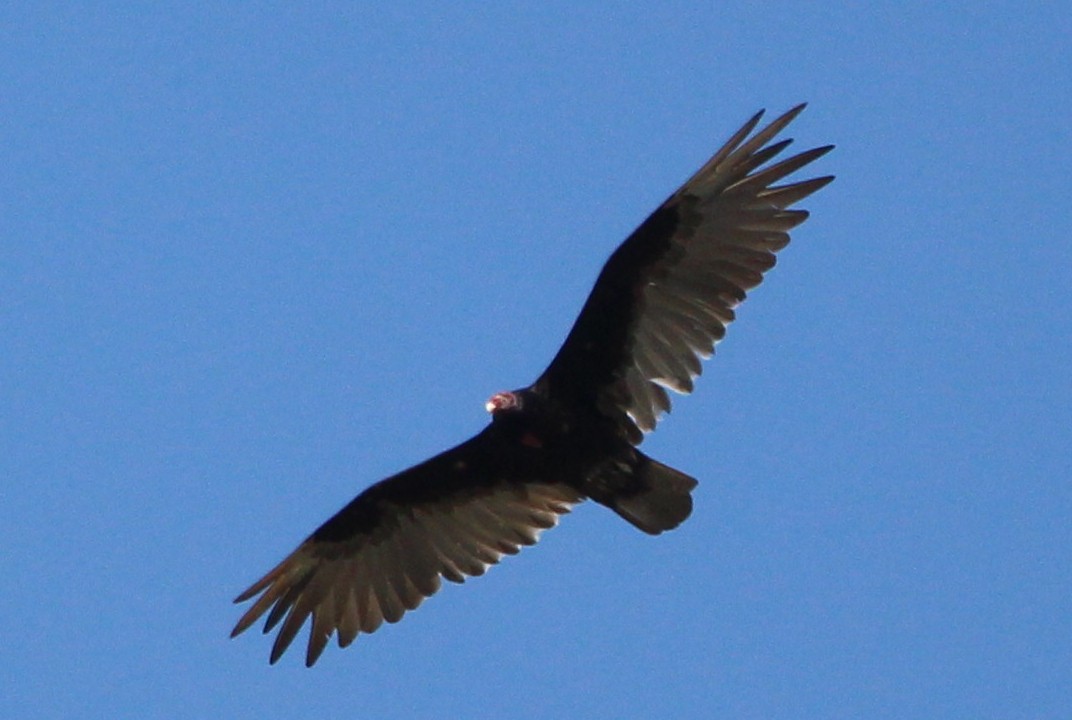 Turkey Vulture - Charlotte Croshaw