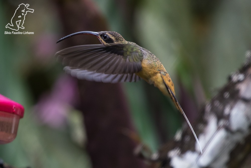 Tawny-bellied Hermit - Silvia Faustino Linhares