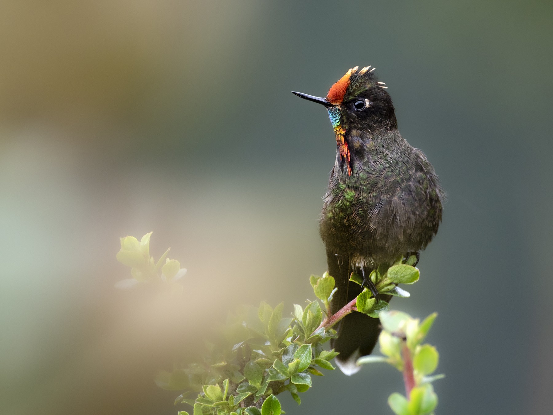 Metallure Arc En Ciel Ebird