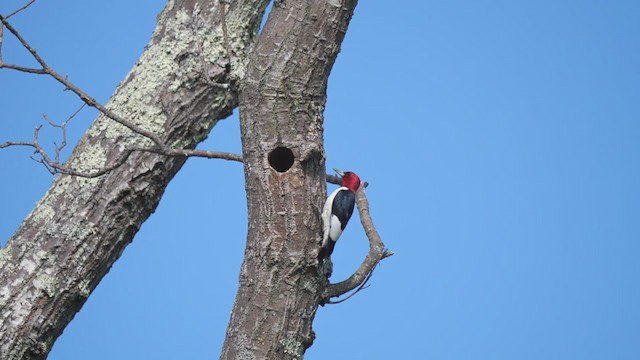 Red-headed Woodpecker - ML349502741