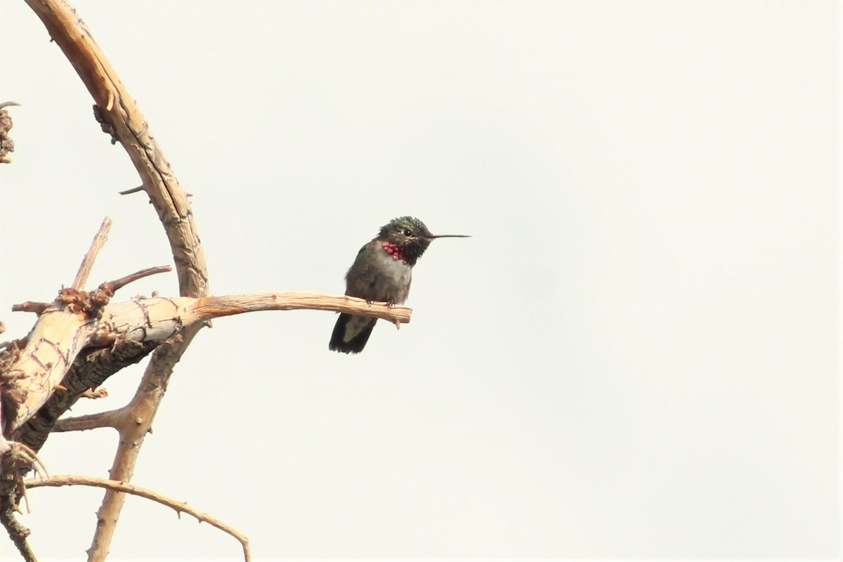 Broad-tailed Hummingbird - Colton Veltkamp