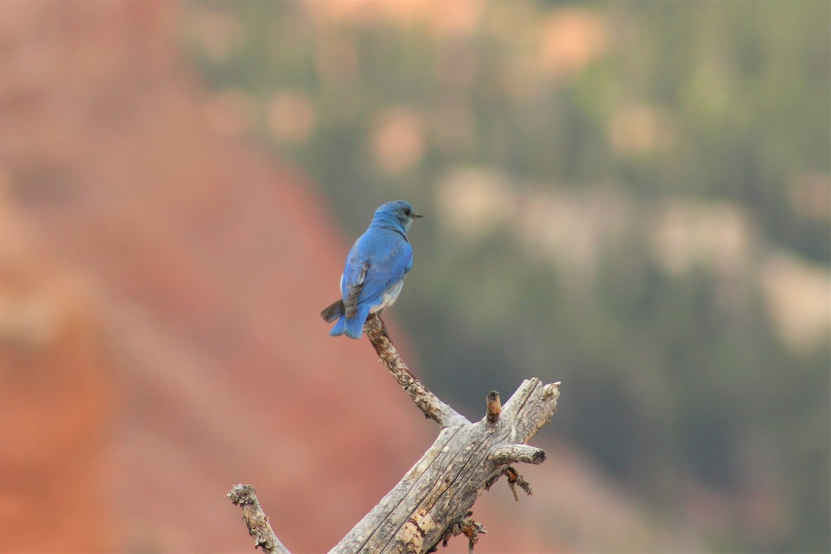 Mountain Bluebird - Colton Veltkamp