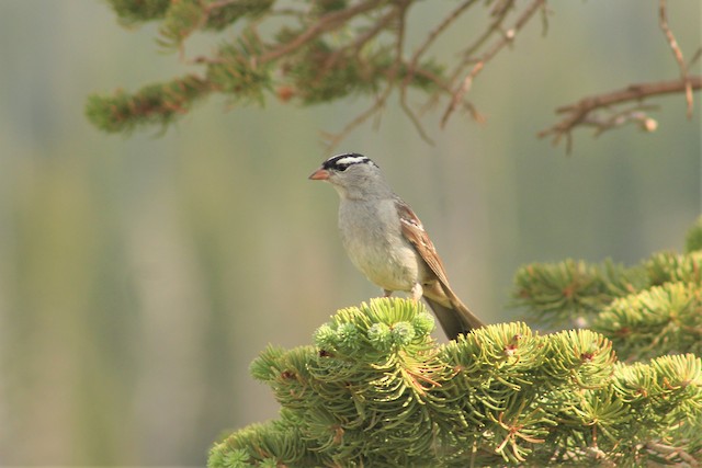 White-crowned Sparrow (oriantha)