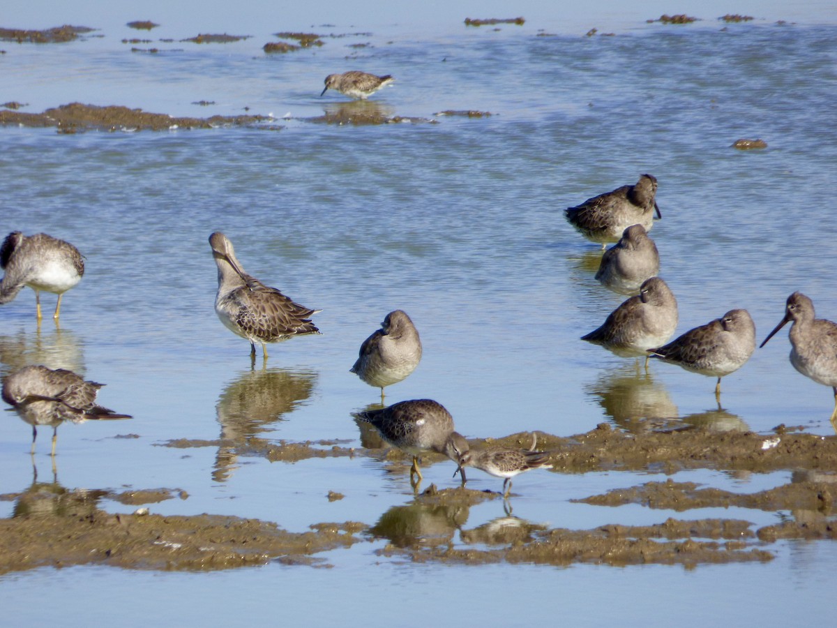 Long-billed Dowitcher - ML34950781