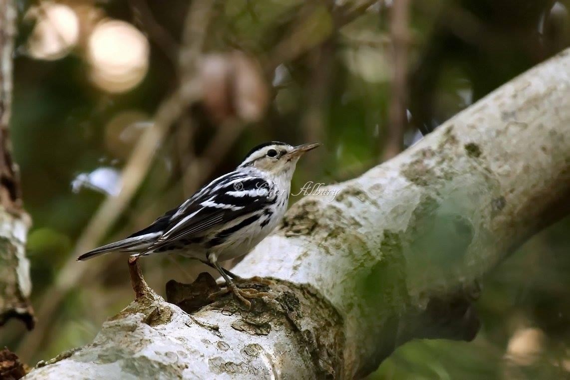 Black-and-white Warbler - ML349508931