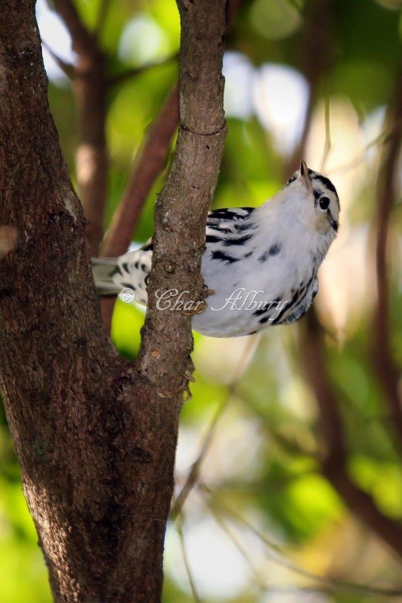 Black-and-white Warbler - ML349508941