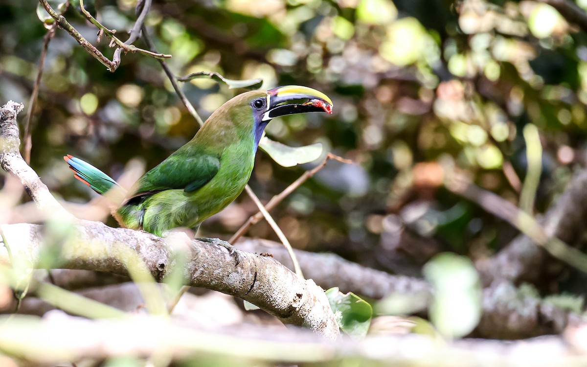 Northern Emerald-Toucanet (Blue-throated) - ML349510651