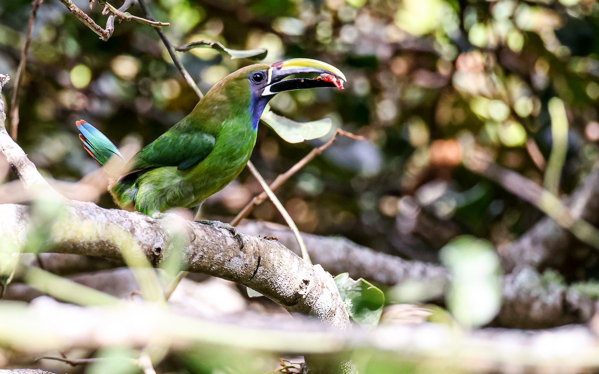 Northern Emerald-Toucanet (Blue-throated) - ML349510691