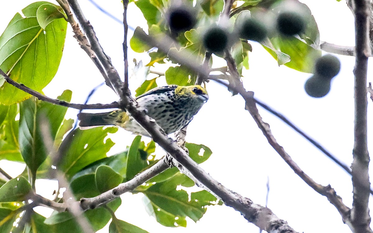 Speckled Tanager - ML349511161