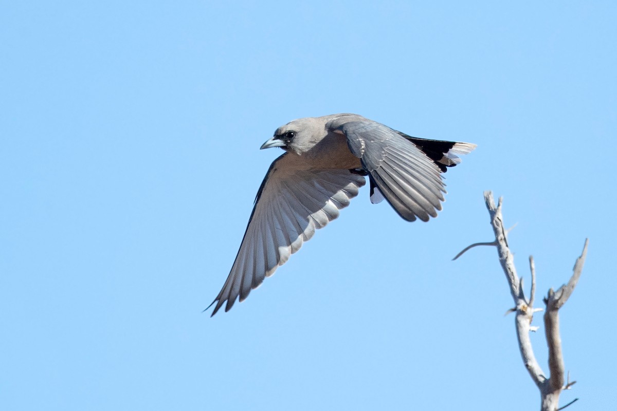 Black-faced Woodswallow (Black-vented) - ML349514011