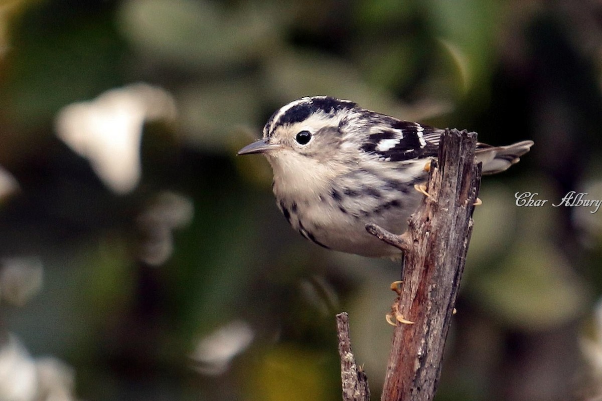 Black-and-white Warbler - ML349517751