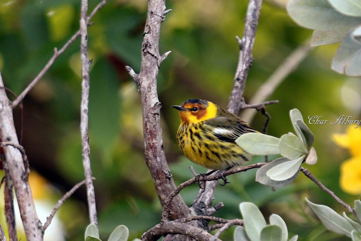 Cape May Warbler - ML349517781