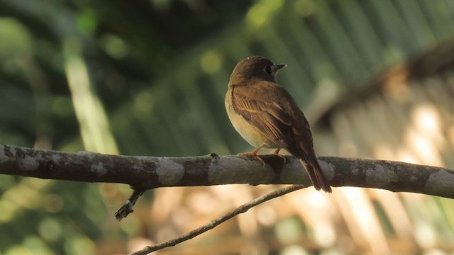 Brown-breasted Flycatcher - ML349531171