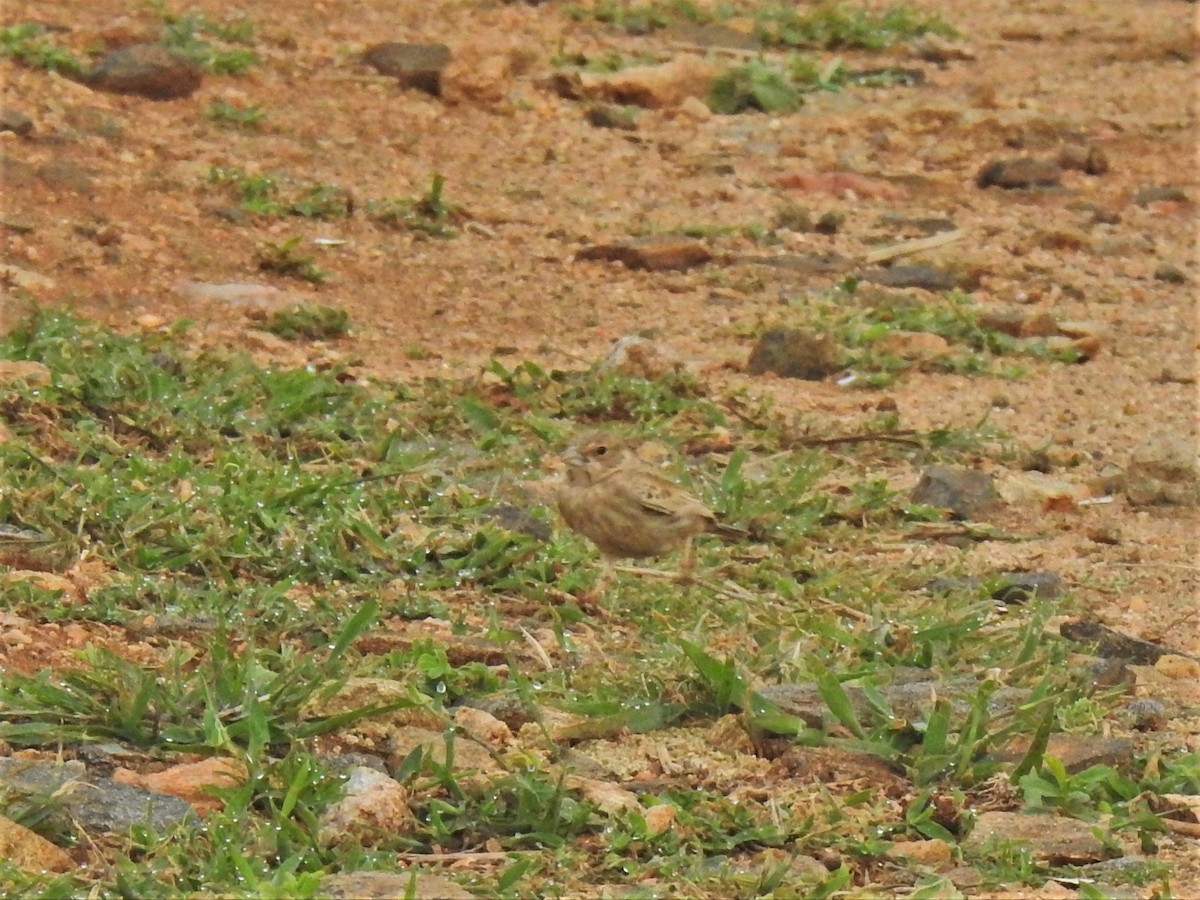 Ashy-crowned Sparrow-Lark - ML349535591