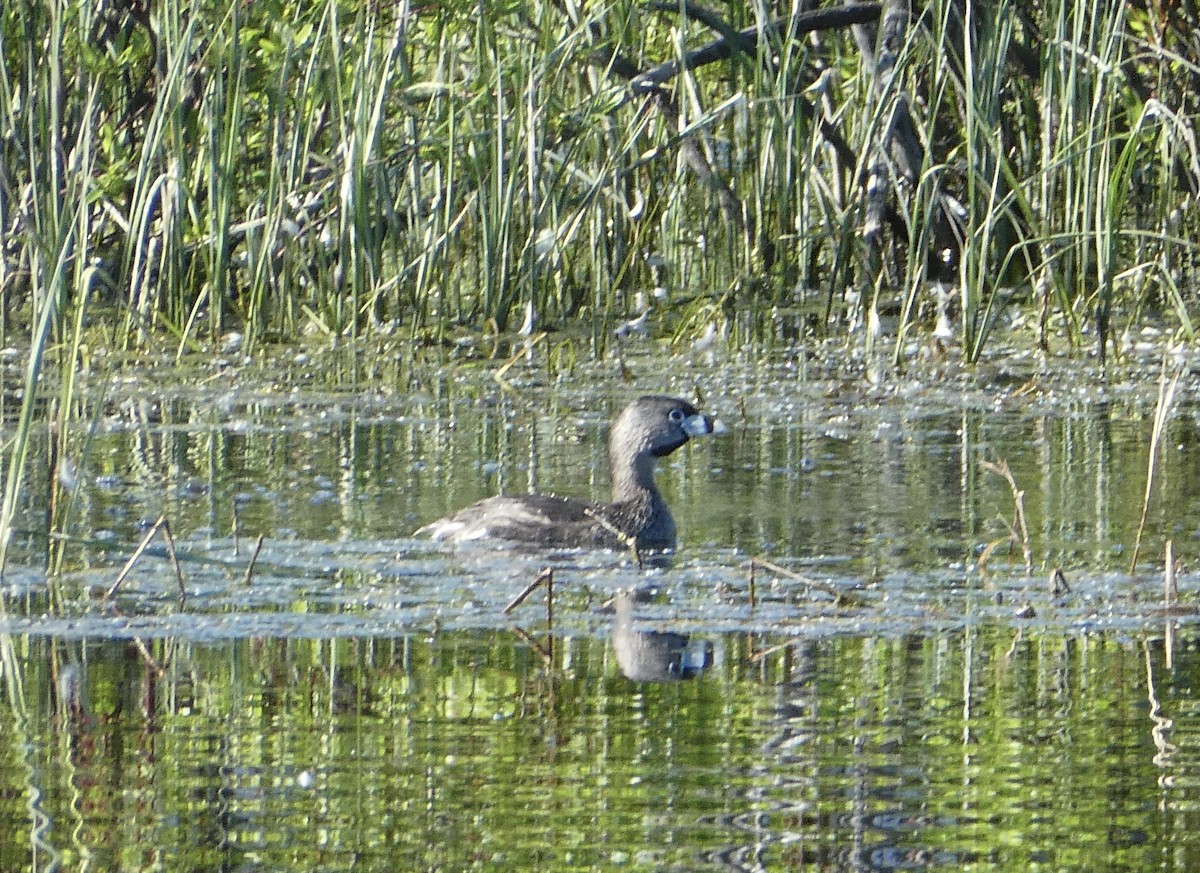Pied-billed Grebe - T A