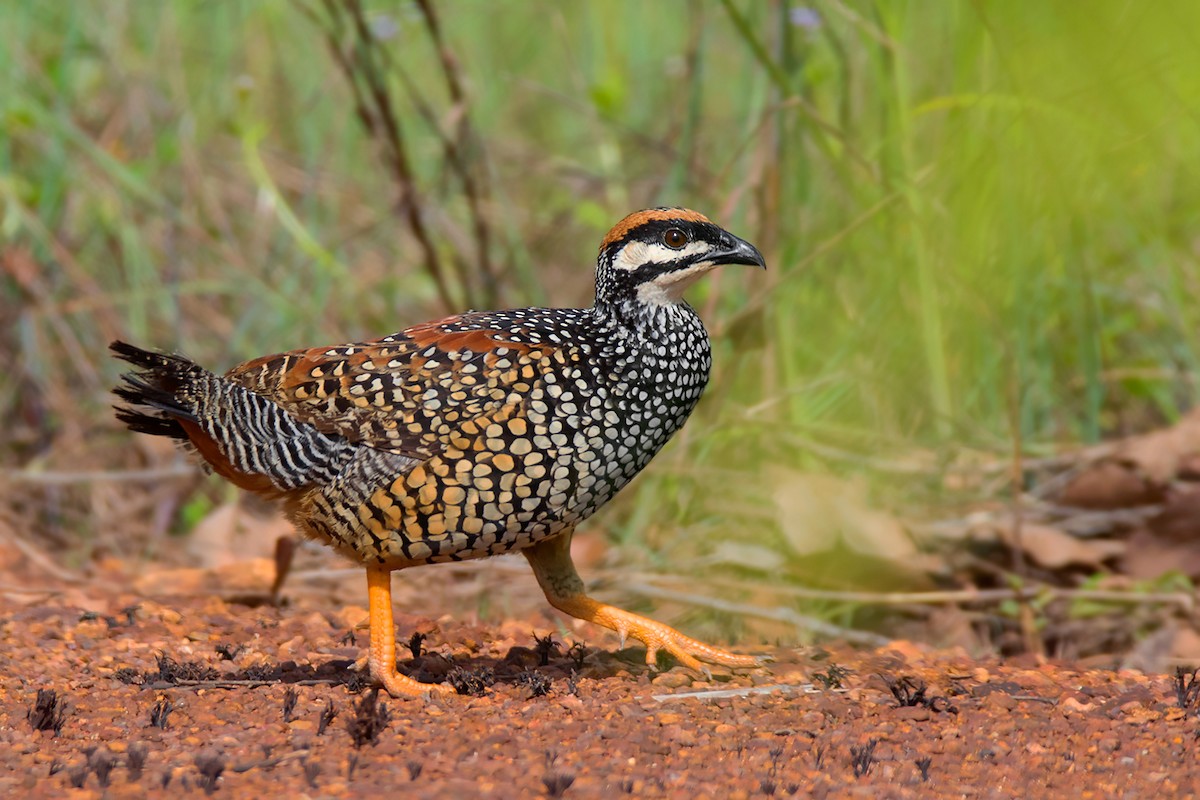 Chinese Francolin - ML349544281