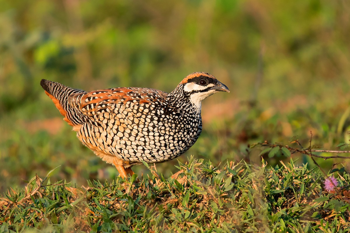 Chinese Francolin - ML349544381